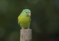 Orange-chinned parakeet in Costa Rica