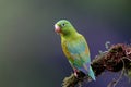 Orange-chinned Parakeet 810635