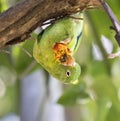 Orange-chinned, or Tovi parakeet