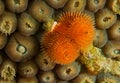 Orange Christmas Tree Worm Royalty Free Stock Photo