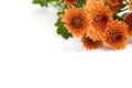 Orange chrysanthemum Royalty Free Stock Photo