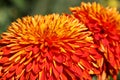 Orange chrysanthemum