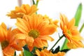 Orange chrysanthemum Royalty Free Stock Photo