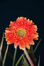 Orange chrysanthemum