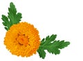 Orange chrysanthemum Royalty Free Stock Photo