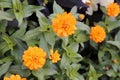 Orange Chrysanthemum aka Dahlia Flowers Closeup Royalty Free Stock Photo