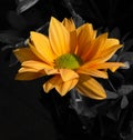Orange Chrysanthemum Royalty Free Stock Photo