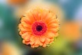 Orange Chrysanthemum flower, also called mums or chrysanths, floral arrangement, close up, isolated, vibrant floral background Royalty Free Stock Photo