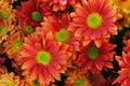 Orange Chrysanthemum Flower Bouquet. Close Up with green middle. Royalty Free Stock Photo