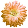 Orange chrysanthemum. Flower on a white isolated background with clipping path. For design. Closeup. Royalty Free Stock Photo