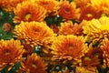 Orange chrysanthemum flowers Royalty Free Stock Photo