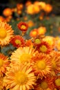 Orange chrysanthemum flowers