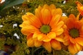 Orange chrysanthemum flowers Royalty Free Stock Photo