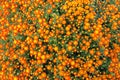 Orange chrysanthemum flowers