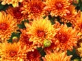 Orange chrysanthemum flowers background, natural seamless pattern Royalty Free Stock Photo