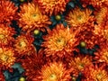 Orange chrysanthemum flowers background, natural seamless pattern Royalty Free Stock Photo