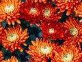 Orange chrysanthemum flowers background, natural seamless pattern Royalty Free Stock Photo