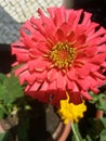 Orange chrysanthemum flowers that are blooming with charming yellow pistils are also very beautiful.