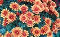 Orange chrysanthemum flowers closeup Royalty Free Stock Photo