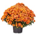 Orange chrysanthemum flowers Royalty Free Stock Photo