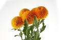 Orange chrysanthemum flowers isolated on white background. Royalty Free Stock Photo