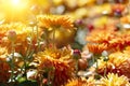 Orange chrysanthemum flowers lit by the sun. Royalty Free Stock Photo