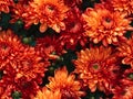 Orange chrysanthemum flowers seamless pattern. wallpaper design. nature background Royalty Free Stock Photo