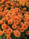 Orange chrysanthemum flowers Royalty Free Stock Photo