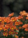 Orange Chrysanthemum Indicum Santini flowers with a shallow depth of field and copy space