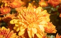 Orange Chrysanthemum or Mums Flowers in Garden with Natural Light on Center Frame Royalty Free Stock Photo