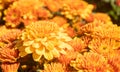 Orange Chrysanthemum or Mums Flowers in Garden with Natural Light on Left Frame