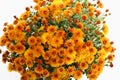 Orange chrysanthemums