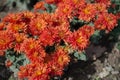 Orange chrysanthemums on a blurry background. In autumn, beautiful bright chrysanthemums bloom luxuriantly in the garden. Garden Royalty Free Stock Photo