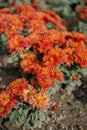Orange chrysanthemums on a blurry background. In autumn, beautiful bright chrysanthemums bloom luxuriantly in the garden. Garden Royalty Free Stock Photo