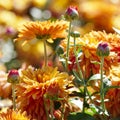 Orange chrysanthemums on a flower bed