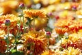 Orange chrysanthemums on flower bed