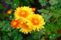 Orange chrysanthemums in garden nursery. Chrysanthemums wallpaper. Floral bright blooming background. Close up Royalty Free Stock Photo