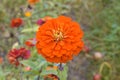 Orange cinna grows in the garden Royalty Free Stock Photo