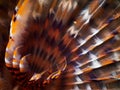 Orange circular sea worms