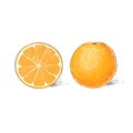 Orange citrus fruit color sketch draw isolated