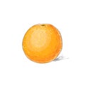 Orange citrus fruit color sketch draw