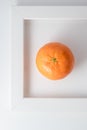 Orange citrus fruit composition on white background. Clementine on white Royalty Free Stock Photo