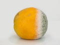 Orange citrus fruit, partially decomposed / rotting, on white background.