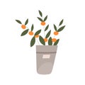 Orange citrus fruit plant growing in pot. Fresh tangerine houseplant with leaves. Small mandarin tree in planter for Royalty Free Stock Photo