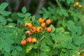 Orange citrus fruits hanging from plant