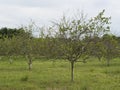 Citrus greening HLB huanglongbing yellow dragon diseased leaves and fruits