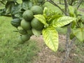 Citrus greening HLB huanglongbing yellow dragon diseased leaves and fruits Royalty Free Stock Photo