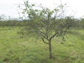 Citrus greening HLB huanglongbing yellow dragon diseased leaves and fruits Royalty Free Stock Photo