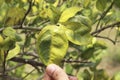 Citrus greening HLB huanglongbing yellow dragon diseased leaves and fruits Royalty Free Stock Photo