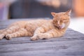 Orange City Cat\'s Leisure: Mid-Yawn Repose Royalty Free Stock Photo